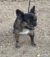Pebbles, a female French Bulldog for sale in Industry, IL – 1 of 3
