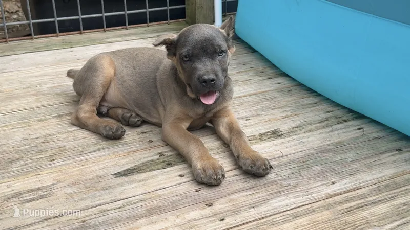 Billy Loomis – Cane Corso puppy for sale in Industry, IL