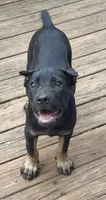 Dewey Riley, a male Cane Corso for sale in Industry, IL – 2 of 10