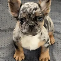 Robin, a female French Bulldog for sale in Industry, IL – Photo 2 of 7