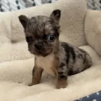 Robin, a female French Bulldog for sale in Industry, IL – Photo 6 of 7