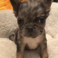 Robin, a female French Bulldog for sale in Industry, IL – Photo 4 of 7