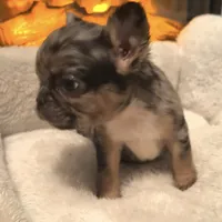 Robin, a female French Bulldog for sale in Industry, IL – Photo 3 of 7