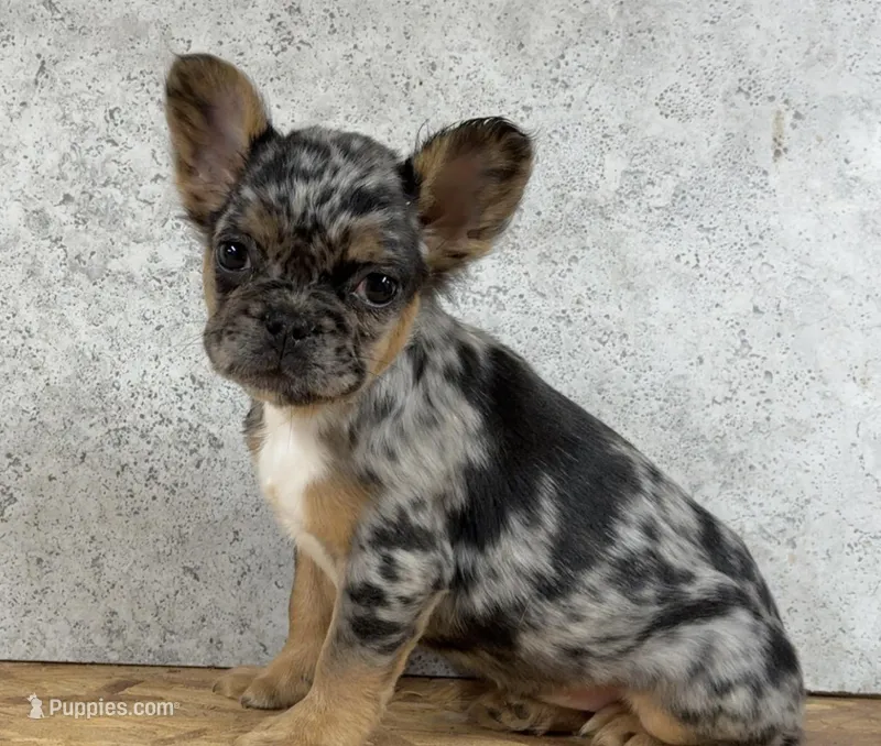 Robin – French Bulldog puppy for sale in Industry, IL