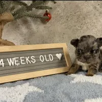 Robin, a female French Bulldog for sale in Industry, IL – Photo 7 of 7