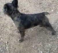 Pebbles, a female French Bulldog for sale in Industry, IL – Photo 3 of 3