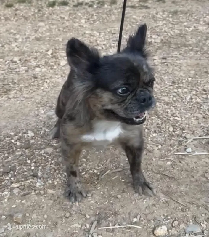 Pebbles – French Bulldog puppy for sale in Industry, IL