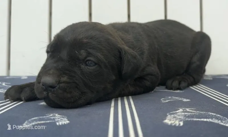 Tatum Riley – Cane Corso puppy for sale in Industry, IL