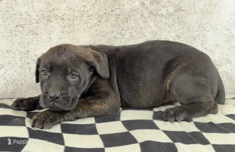 Tatum Riley – Cane Corso puppy for sale in Industry, IL