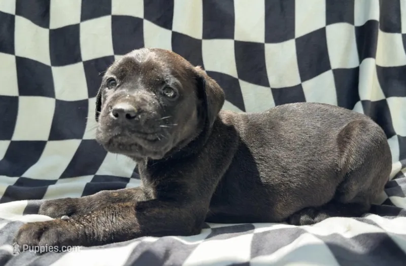 Tatum Riley – Cane Corso puppy for sale in Industry, IL