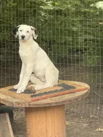Marie, a female Kangal Dog and Central Asian Shepherd for sale in Industry, IL – 4 of 6