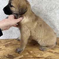 Male 2, a male Kangal Dog and Central Asian Shepherd for sale in Industry, IL – Photo 1 of 2