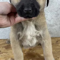 Male 2, a male Kangal Dog and Central Asian Shepherd for sale in Industry, IL – Photo 2 of 2
