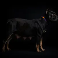 Dewey Riley, a male Cane Corso for sale in Industry, IL – Photo 4 of 5