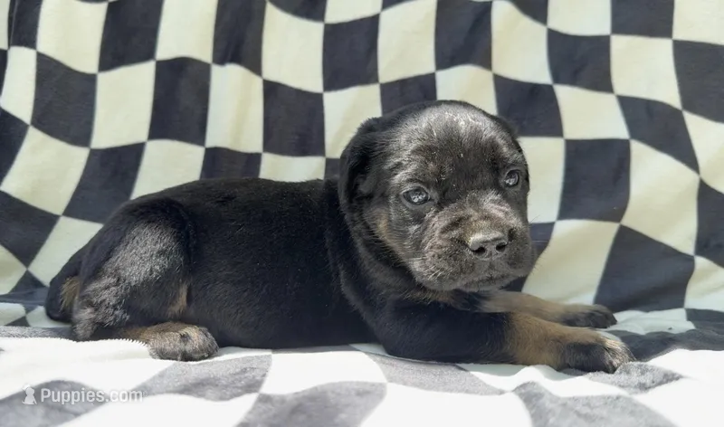 Dewey Riley – Cane Corso puppy for sale in Industry, IL
