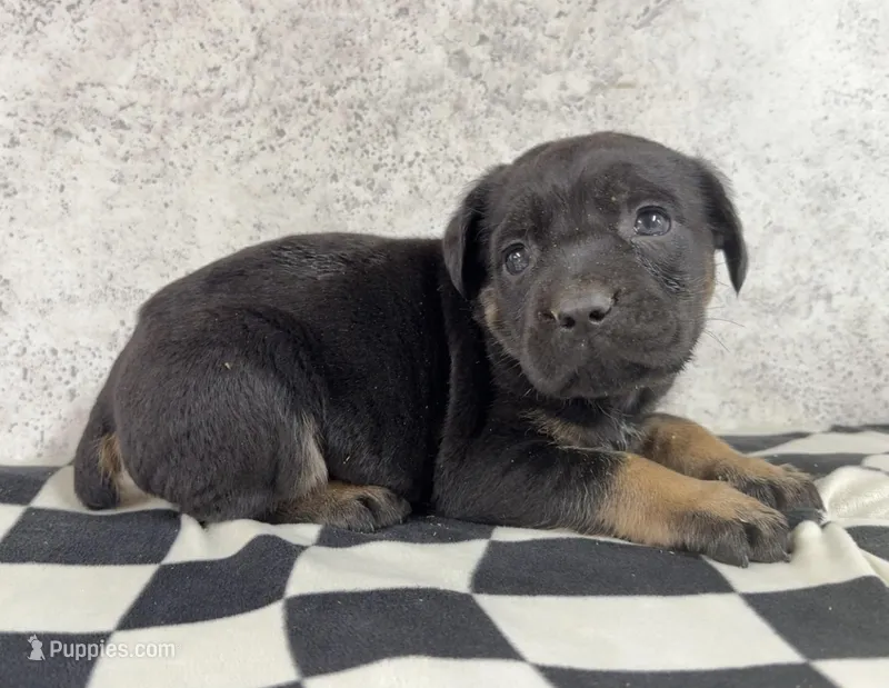 Dewey Riley – Cane Corso puppy for sale in Industry, IL