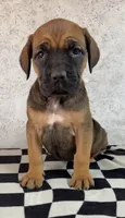 Sidney Prescott, a female Cane Corso for sale in Industry, IL – 7 of 9