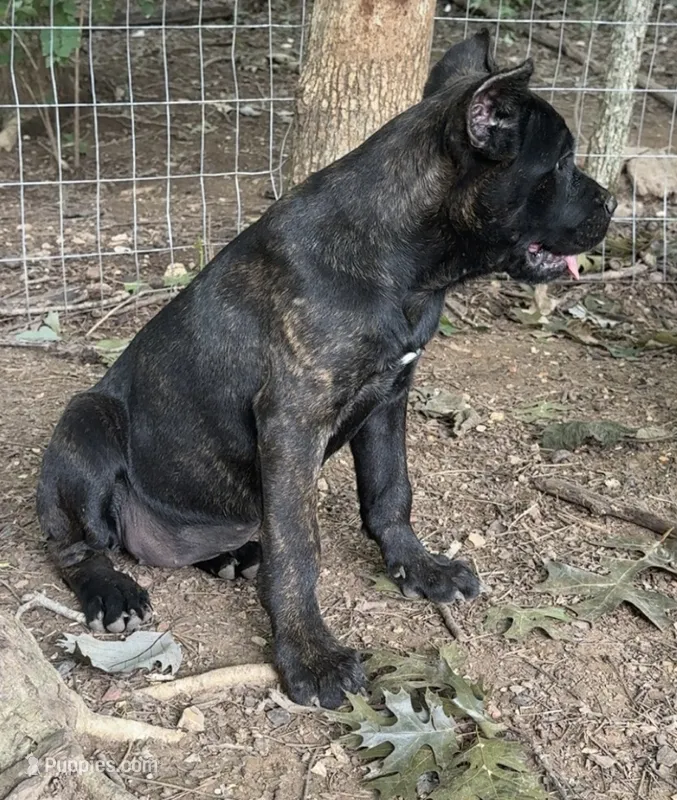 Gale Weathers – Cane Corso puppy for sale in Industry, IL