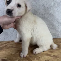 Male 3, a male Kangal Dog and Central Asian Shepherd for sale in Industry, IL – Photo 1 of 2
