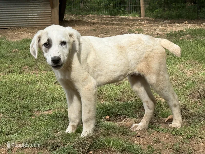 Male 3 – Kangal Dog, Central Asian Shepherd puppy for sale in Industry, IL