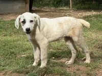 Male 3, a male Kangal Dog and Central Asian Shepherd for sale in Industry, IL – 1 of 5