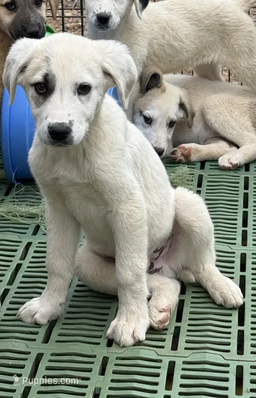 Male 3 – Kangal Dog, Central Asian Shepherd puppy for sale in Industry, IL