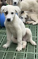 Male 3, a male Kangal Dog and Central Asian Shepherd for sale in Industry, IL – 3 of 5