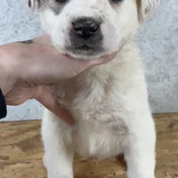 Male 3, a male Kangal Dog and Central Asian Shepherd for sale in Industry, IL – Photo 2 of 2