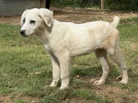 Male 3, a male Kangal Dog and Central Asian Shepherd for sale in Industry, IL – 2 of 5