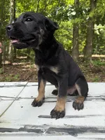 Dewey Riley, a male Cane Corso for sale in Industry, IL – 10 of 10