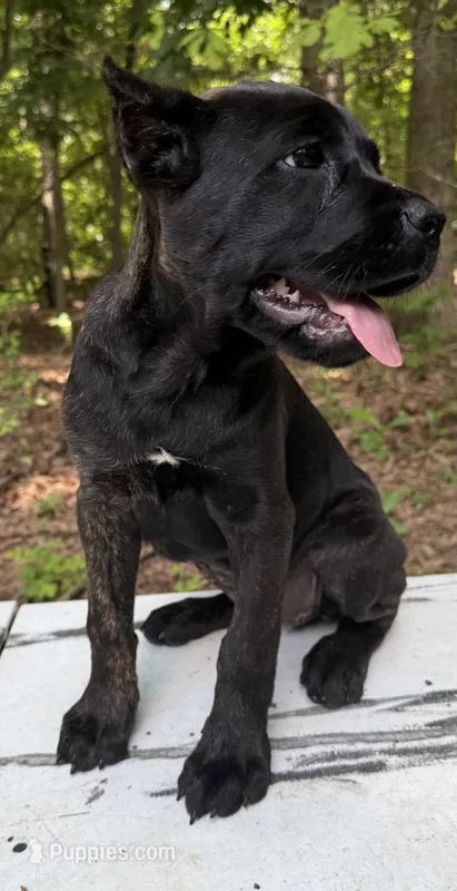 Gale Weathers – Cane Corso puppy for sale in Industry, IL