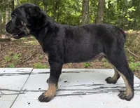 Dewey Riley, a male Cane Corso for sale in Industry, IL – 6 of 10