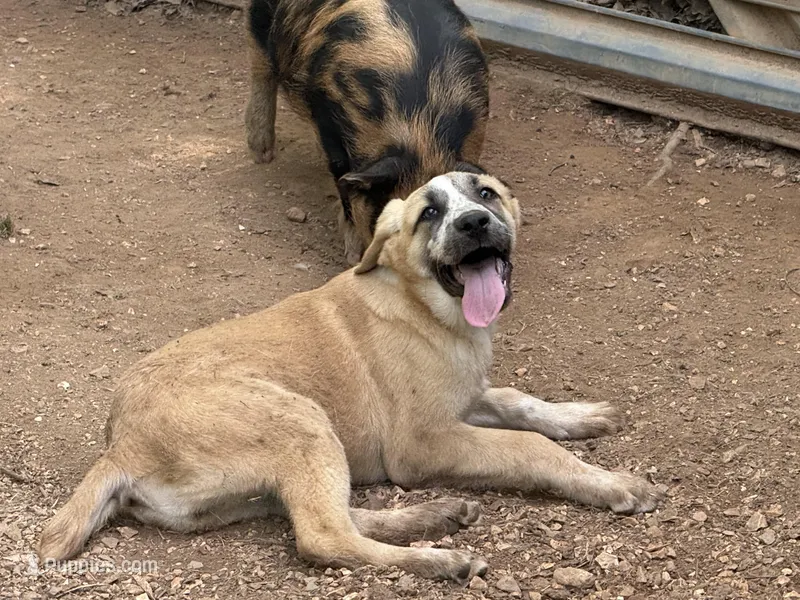 Female 3 – Kangal Dog, Central Asian Shepherd puppy for sale in Industry, IL
