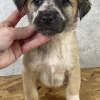 Female 3, a female Kangal Dog and Central Asian Shepherd for sale in Industry, IL – Photo 1 of 2