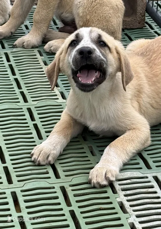 Female 3 – Kangal Dog, Central Asian Shepherd puppy for sale in Industry, IL