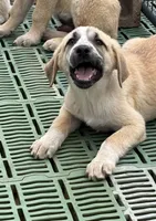 Female 3, a female Kangal Dog and Central Asian Shepherd for sale in Industry, IL – 3 of 5