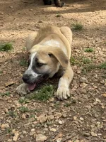 Female 3, a female Kangal Dog and Central Asian Shepherd for sale in Industry, IL – 2 of 5