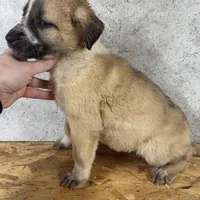 Female 3, a female Kangal Dog and Central Asian Shepherd for sale in Industry, IL – Photo 2 of 2