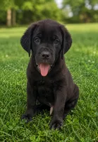 Zeus, a male Cane Corso for sale in Industry, IL – 2 of 5