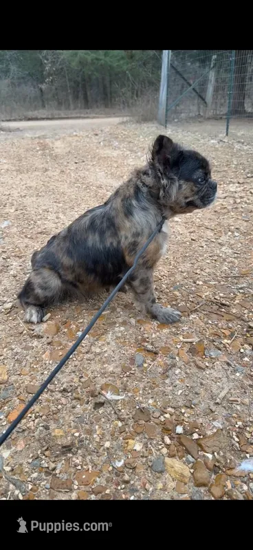 Pebbles – French Bulldog puppy for sale in Industry, IL