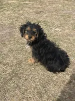 Charlie, a male Yorkshire Terrier and Miniature Dachshund for sale in Industry, IL – Photo 5 of 5