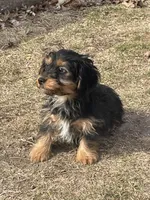 Charlie, a male Yorkshire Terrier and Miniature Dachshund for sale in Industry, IL – Photo 4 of 5