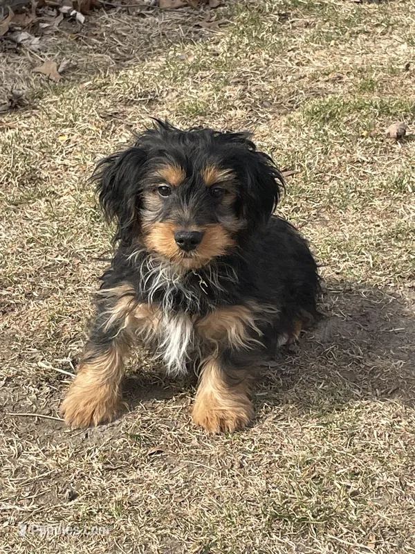 Charlie – Yorkshire Terrier, Miniature Dachshund puppy for sale in Industry, IL