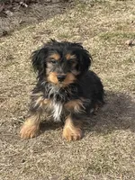 Charlie, a male Yorkshire Terrier and Miniature Dachshund for sale in Industry, IL – Photo 1 of 5