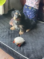 Charlie, a male Yorkshire Terrier and Miniature Dachshund for sale in Industry, IL – Photo 2 of 5