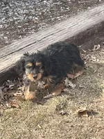 Charlie, a male Yorkshire Terrier and Miniature Dachshund for sale in Industry, IL – Photo 3 of 5