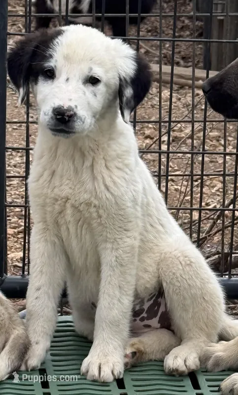 Female 2 – Kangal Dog, Central Asian Shepherd puppy for sale in Industry, IL
