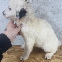Female 2, a female Kangal Dog and Central Asian Shepherd for sale in Industry, IL – Photo 2 of 2