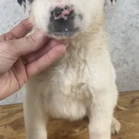 Female 2, a female Kangal Dog and Central Asian Shepherd for sale in Industry, IL – Photo 1 of 2