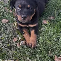 Greta, a female Rottweiler for sale in Industry, IL – Photo 6 of 10